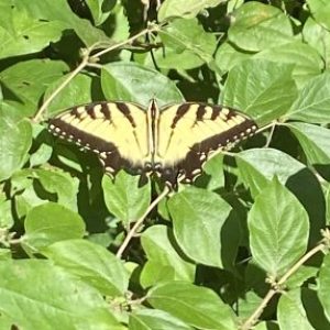Profile picture of Amiyah
